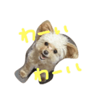 一生懸命ちわぷー（個別スタンプ：4）