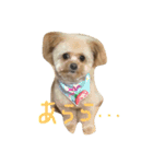 一生懸命ちわぷー（個別スタンプ：5）