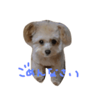 一生懸命ちわぷー（個別スタンプ：6）