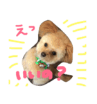 一生懸命ちわぷー（個別スタンプ：7）