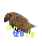 一生懸命ちわぷー（個別スタンプ：8）