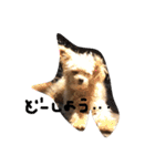 一生懸命ちわぷー（個別スタンプ：10）