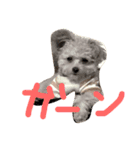 一生懸命ちわぷー（個別スタンプ：11）