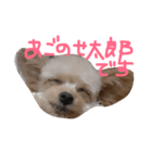 一生懸命ちわぷー（個別スタンプ：13）