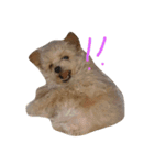 一生懸命ちわぷー（個別スタンプ：14）