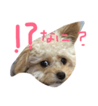 一生懸命ちわぷー（個別スタンプ：15）