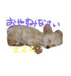 一生懸命ちわぷー（個別スタンプ：16）