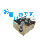 わんこーず2（個別スタンプ：4）
