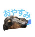 わんこーず2（個別スタンプ：5）
