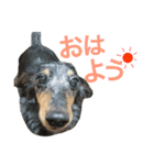 わんこーず2（個別スタンプ：6）