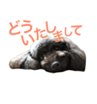 わんこーず2（個別スタンプ：10）