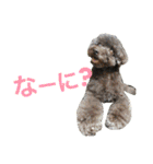 わんこーず2（個別スタンプ：14）