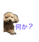 わんこーず2（個別スタンプ：17）