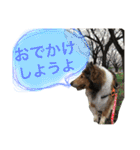 わんこーず2（個別スタンプ：24）