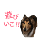 わんこーず2（個別スタンプ：25）