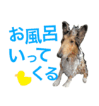 わんこーず2（個別スタンプ：31）