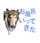 わんこーず2（個別スタンプ：32）