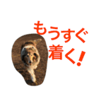 わんこーず2（個別スタンプ：34）