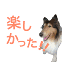 わんこーず2（個別スタンプ：35）
