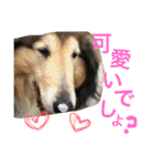 わんこーず2（個別スタンプ：37）