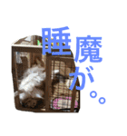 わんこーず2（個別スタンプ：38）