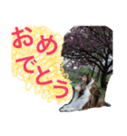 わんこーず2（個別スタンプ：40）