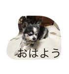 りゅうのすけ3（個別スタンプ：5）