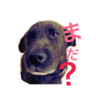 れお ヒメ ぽん太（個別スタンプ：7）