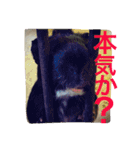 れお ヒメ ぽん太（個別スタンプ：9）