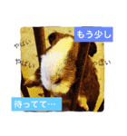 れお ヒメ ぽん太（個別スタンプ：10）