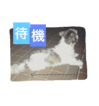 れお ヒメ ぽん太（個別スタンプ：12）