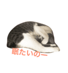 Sun to Moon（個別スタンプ：4）