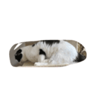 ひまだにゃ（個別スタンプ：3）