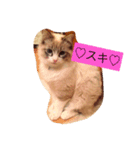 ぐうたらネコ 2（個別スタンプ：1）