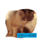 ぐうたらネコ 2（個別スタンプ：2）