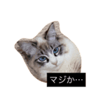 ぐうたらネコ 2（個別スタンプ：3）