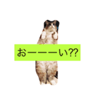 ぐうたらネコ 2（個別スタンプ：6）