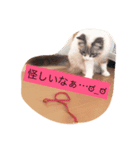 ぐうたらネコ 2（個別スタンプ：7）