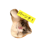 ぐうたら ネコ 1（個別スタンプ：4）