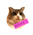 ぐうたら ネコ 1（個別スタンプ：5）