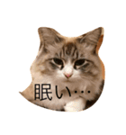 ぐうたら ネコ 1（個別スタンプ：6）