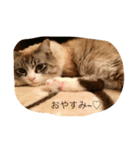 ぐうたら ネコ 1（個別スタンプ：8）