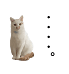 白猫っぽい猫（個別スタンプ：1）