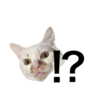 白猫っぽい猫（個別スタンプ：2）