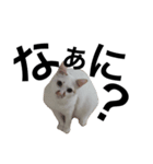 白猫っぽい猫（個別スタンプ：4）
