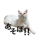 白猫っぽい猫（個別スタンプ：5）