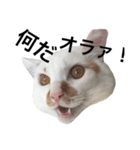 白猫っぽい猫（個別スタンプ：6）