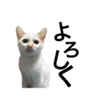 白猫っぽい猫（個別スタンプ：7）