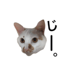 白猫っぽい猫（個別スタンプ：8）