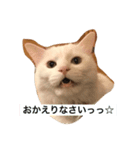 白ネコゆらぎの日常だよ！！（個別スタンプ：2）